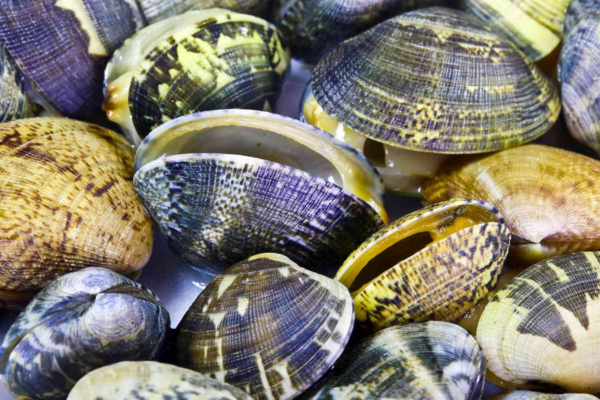 manila clams Banned items in Nigeria
