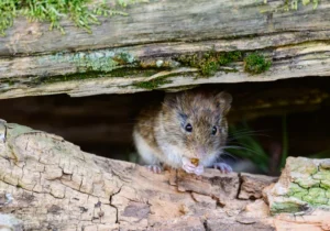 Hantavirus 
