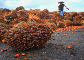 “Nigeria Spends ₦23bn on Palm Oil Imports in 3 Months” – NBS Report