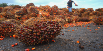 “Nigeria Spends ₦23bn on Palm Oil Imports in 3 Months” – NBS Report
