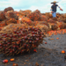 “Nigeria Spends ₦23bn on Palm Oil Imports in 3 Months” – NBS Report