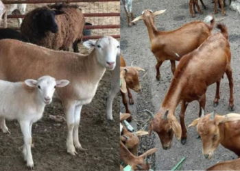FG Targets Total Elimination of Deadly Sheep, Goat Disease by 2030