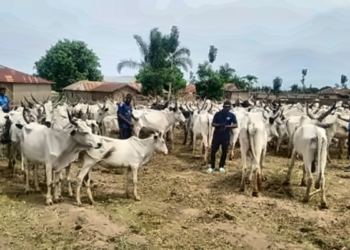 Police Rescue Kidnap Victim, Recover Six Stolen Cows in Ogun Operations