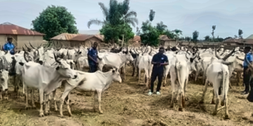 Police Rescue Kidnap Victim, Recover Six Stolen Cows in Ogun Operations