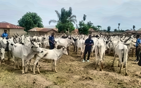 Police Rescue Kidnap Victim, Recover Six Stolen Cows in Ogun Operations
