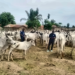 Police Rescue Kidnap Victim, Recover Six Stolen Cows in Ogun Operations