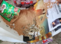 Ogun Prison Bust: Woman Arrested With Suspected ‘Colos’ Hidden in Milo Pack