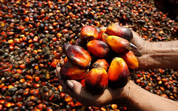 Otti Targets Food Exports, Woos Presco Plc